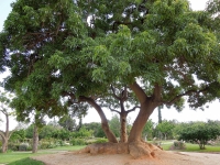 Botanic Serrat Ombu1