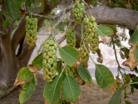 Phytolacca_dioica_Fruits